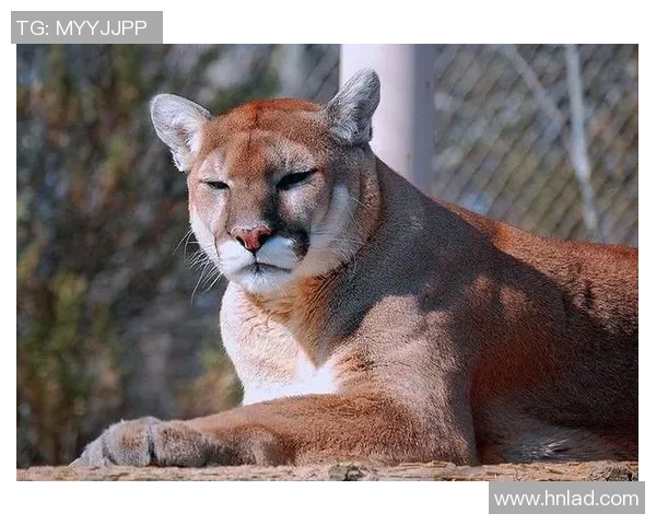 墨西哥老虎与美洲狮的生存之战谁能称霸野生动物界
